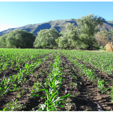 L'Afrique du Sud a tiré de grands avantages du maïs génétiquement modifié, selon une étude