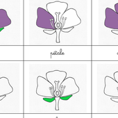 puzzle fleur.pdf
