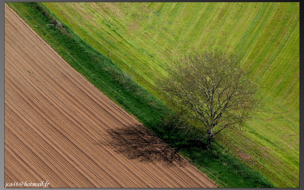 Album - Arbres