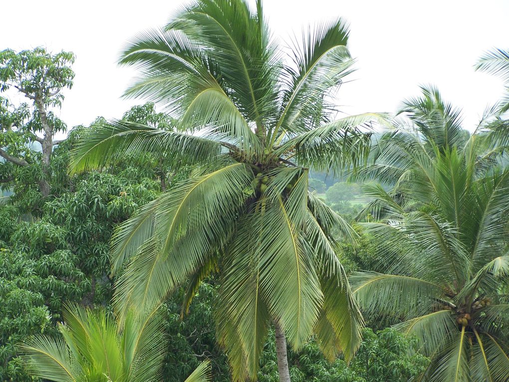 Sur la route d'Anuradapurah