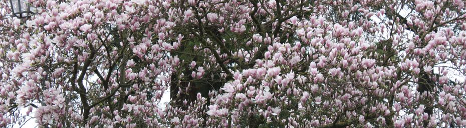 promenade Blésoise ...magnolias ...