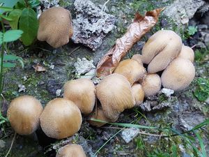 Coprins micacés en touffe et en troupe autour d'un souche de bois mort