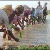 Aumento de suicidios entre los agricultores indios