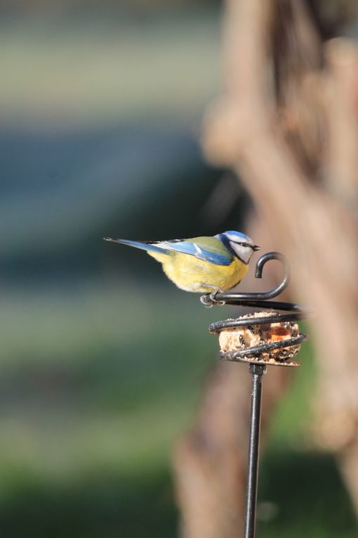 Mésange bleue