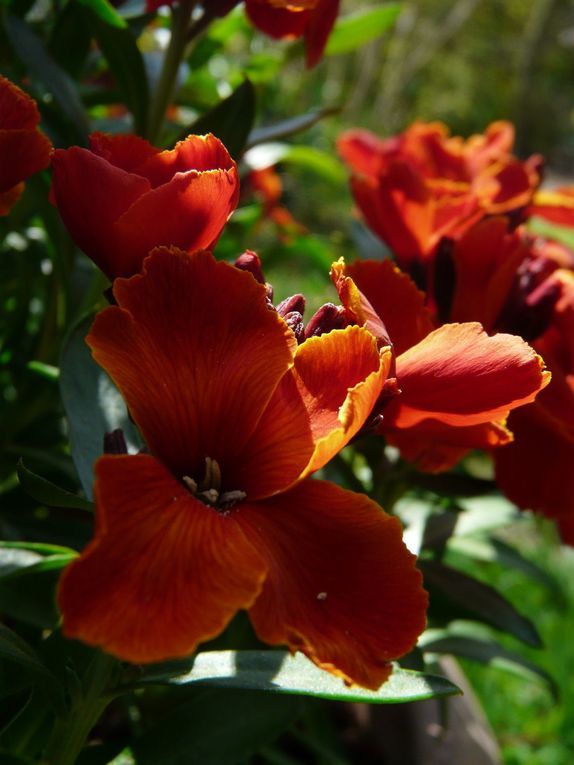 Jardins au fil de l'année ... 

J'ai fait ces photos avec beaucoup d'amour, pour le plaisir des yeux, pour rêver un peu. Merci de ne pas les télécharger sans me contacter au préalable.