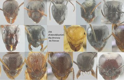 clé d'identification des fourmis de France