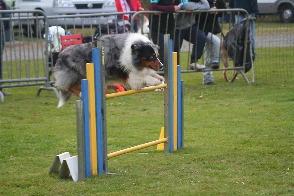 Album - Concours-Agility-La-Martyre-2012--1--partie