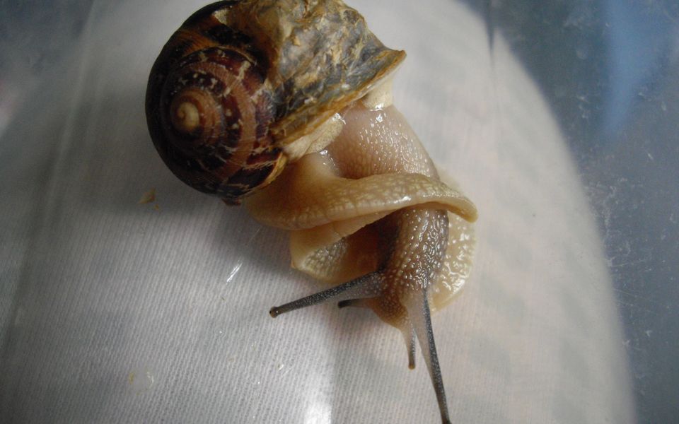 Soin Des Bebes Escargots Katatsumuri No Yume