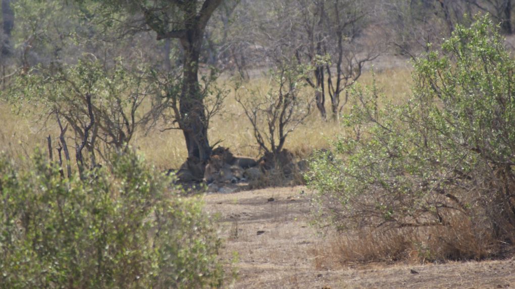 Album - Parc-Kruger