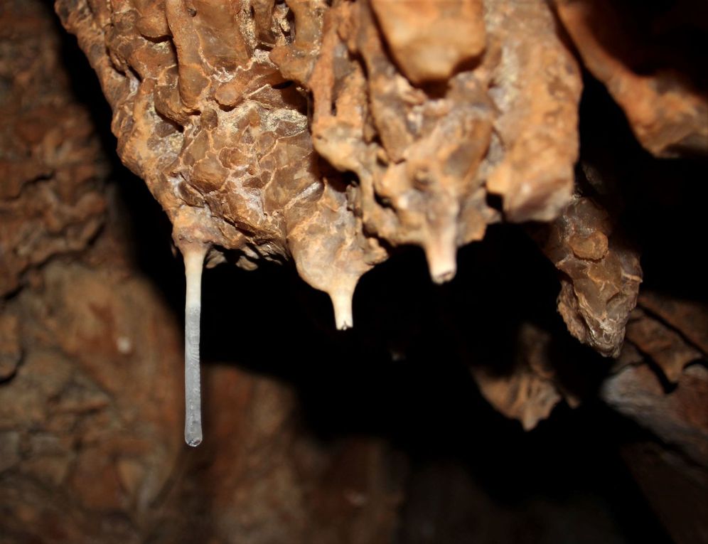 À l'intérieur de la grotte, stalactites en formation et chauve souris (une pipistrelle ?) - photos Pierre Chante -