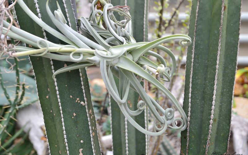 Jardin Botanique de Nancy