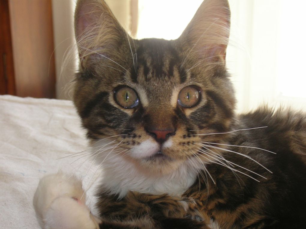 mon mâle maine coon, avec ses 3 CAC CAC il est champion !!!! 
2 best variété, un best in show !!! il est brown mackerel tabby et blanc, c'est un loulou très sympa et cool, un amours de chat.