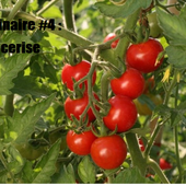 Défi culinaire #4 : tomate cerise - ça ne sent pas un peu le brûlé là?