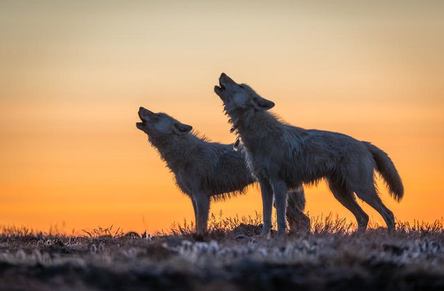 Le royaume du loup blanc : soirée spéciale ce dimanche sur National Geographic Wild (Inédit).