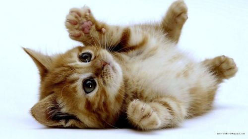 Chat Vetocourtiade