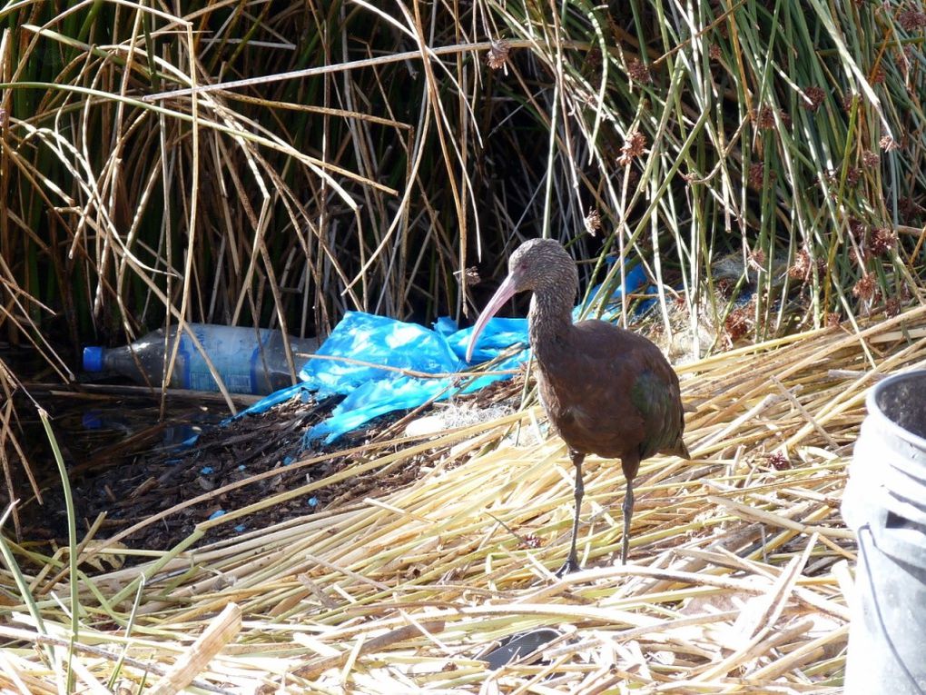 Album - Ibis-de-Ridgway