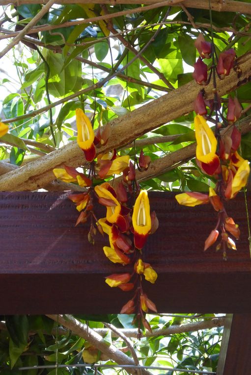  LES FLEURS DU JARDIN BOTANIQUE