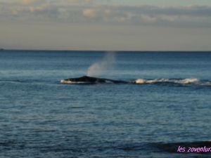 Notre Lagon avec la vue sur le Motu au loin, et nos baleines d'un soir!!