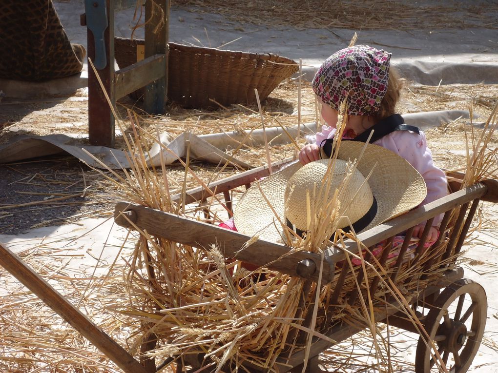 Battage du blé au fléau et à la vanneuse. Défilé de tracteurs et engins agricoles - Photos Claude Cristofol