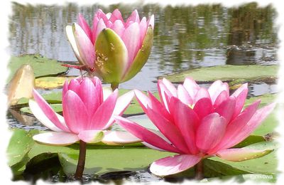 Fleurs de lotus...