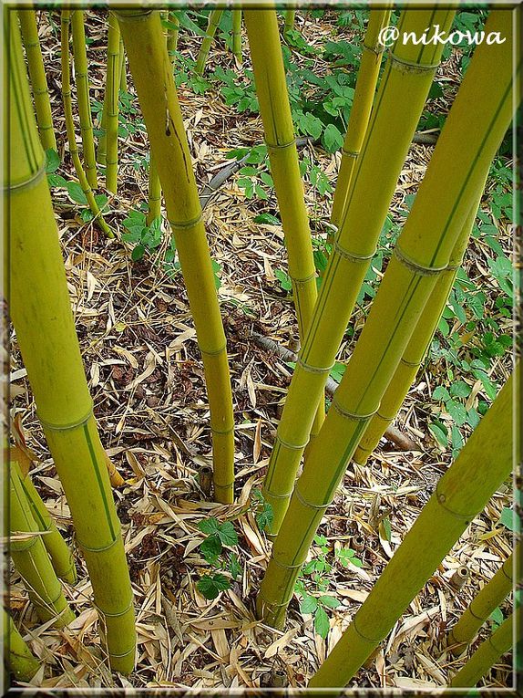 Album - Phyllostachys Sufurea