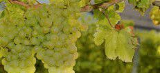 #Sauvignon Blanc Producers Victoria Australia