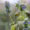 Les graines de chia (salvia hispanica) : riches en oméga 3 ?