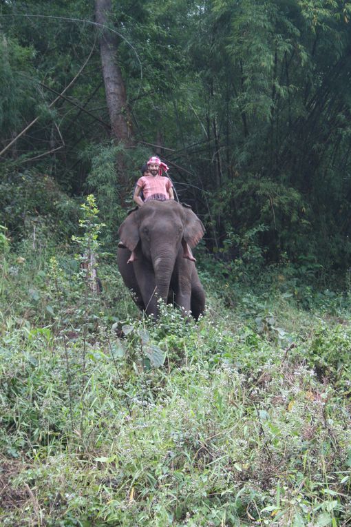 Depart pour le Nord Thailande.
Escale "obligee" a Chiang Mai. Visie de temples, nombreux dans la vieille ville. Training d'elephants.- Pai reggae fest