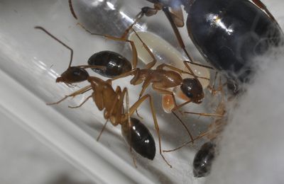 Camponotus pilicornis