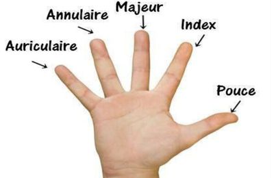 Chaque doigt est associé à deux organes