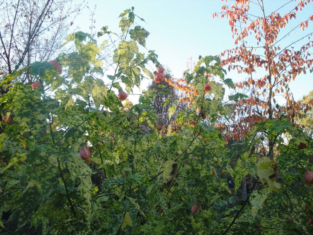 Jardin d'automne.