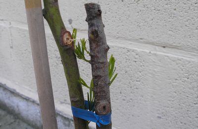 Les premières images sauvées de mon jardin :