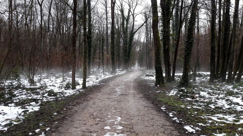 La brume dans le Bois de Morval - Entrée de l'allée couverte du Bois Couturier