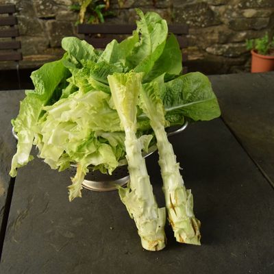 La laitue asperge (celtuce), vous connaissez ? C'est bon !
