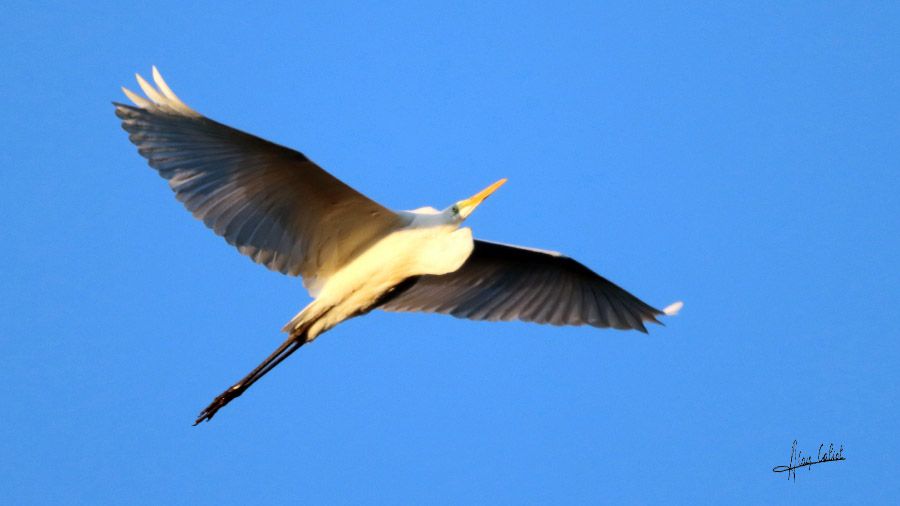 Grande aigrette