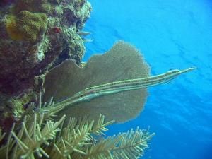 Voyage dans le sud ouest de la Thailande , février 2009 entre Phuket, Ko phi phi , ko lanta et les ilots environnants, puis 3 derniers jours à Bangkok