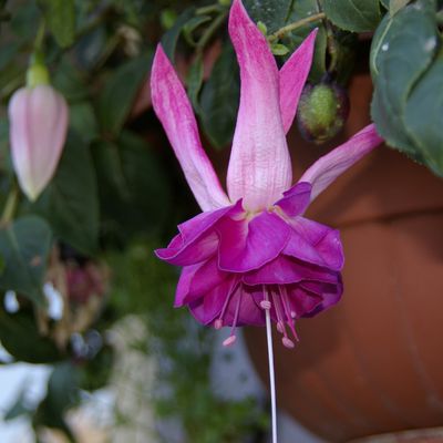 FLEURS DE NOVEMBRE