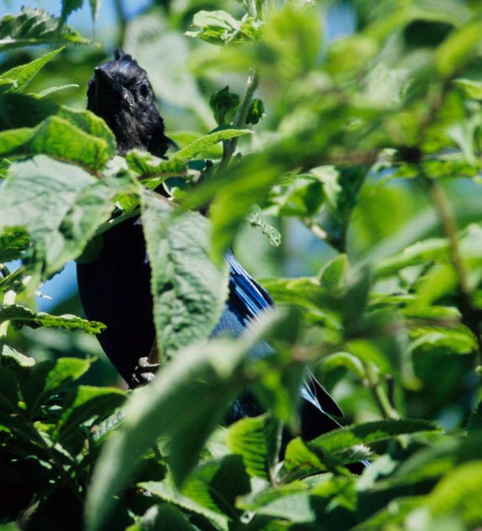 Album - oiseaux et mammifères-d-Alaska