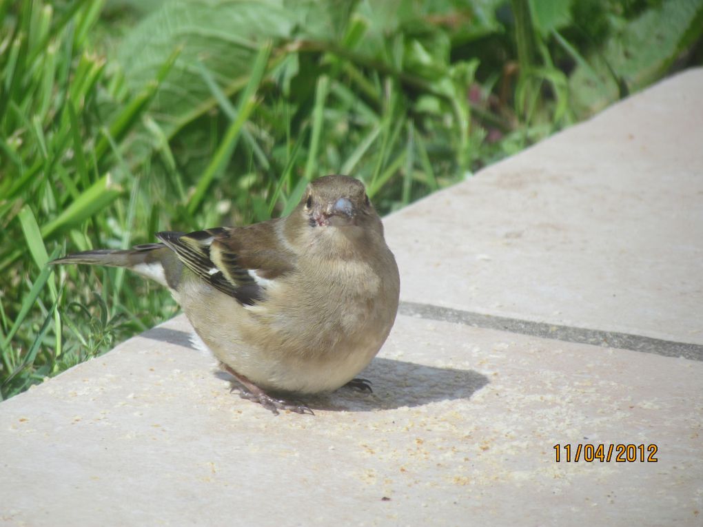 Album - les-oiseaux