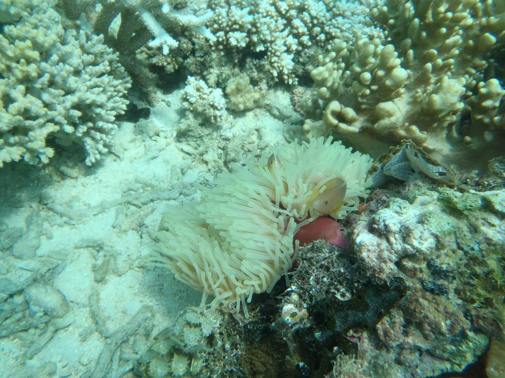 J'ai pris ces photos lors de la deuxième période de plongée. Un gentil papy allemand m'a prêté son appareil de photo étanche et voilà le résultat! Les deux récifs de corail étaient très différents. Le premier que l'on a visité était très grand et devenait très profond à partir d'une vingtaine de mètres, le second était plus restreint mais beaucoup plus plat et il était donc plus facile d'approcher les poissons. J'ai vraiment été émerveillé par la variété et la beauté des espèces. Cela m'a aussi rappelé un célèbre film de Pixar, car j'ai pu apercevoir Némo, Marin, Dory et Gill!