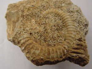 <p> </p>
<p>L'un des groupes "chouchou" des collectionneurs, les ammonites hétéromorphes ou déroulées possèdent des représentants depuis le Jurassique moyen.</p>
<p>Tous les spécimens présentés appartiennent à ma collection personnelle.</p>
<p>Bon amusement !</p>
<p>Phil "Fossil"</p>
<p> </p>