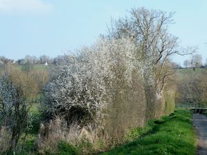 Randonnant à Touchay