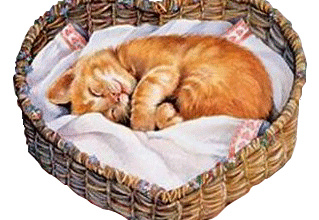 'Kitty cat row' de Bent Creek