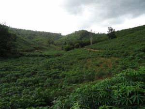 Du vert à perte de vue - manioc - "y a une cigogne dans la grande rizière, mais vous ne pouvez rien y faire"