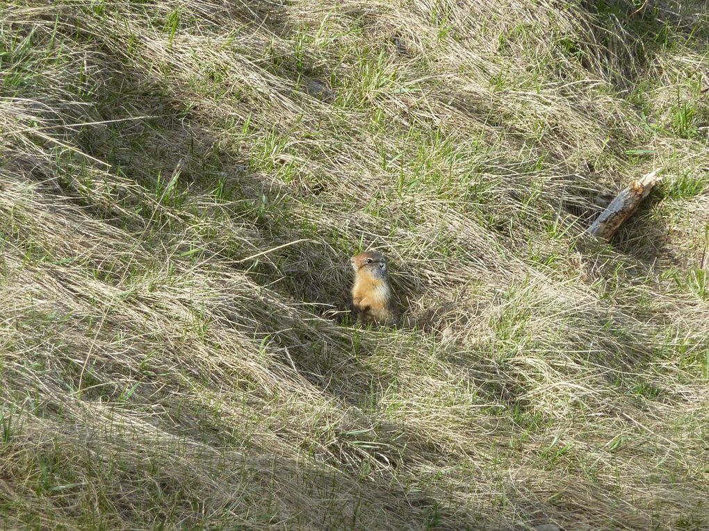 Les Grandes Prairies entre le Manitoba, la Saskatchewan et l'Alberta... et les fascinantes Montagnes Rocheuses avec leurs parcs nationaux...