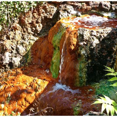 SOURCES SAUVAGES DANS LE PARC THERMAL A CHATEL-GUYON