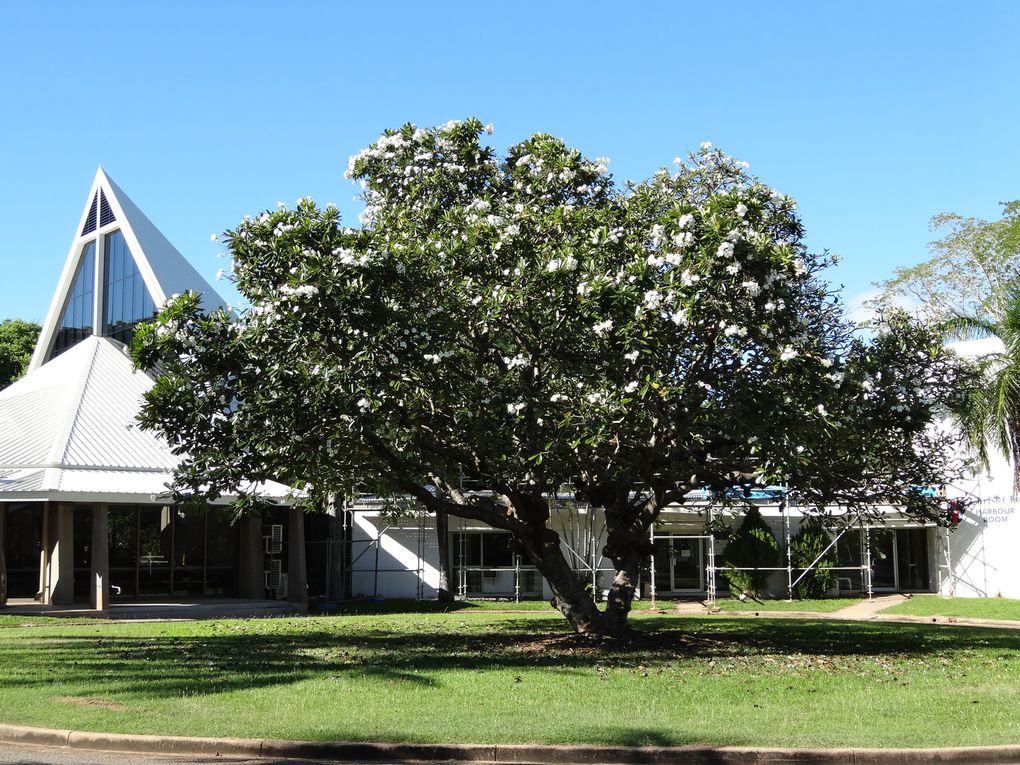 Album - 55. Nord du Queensland et Darwin (Queensland - avril)