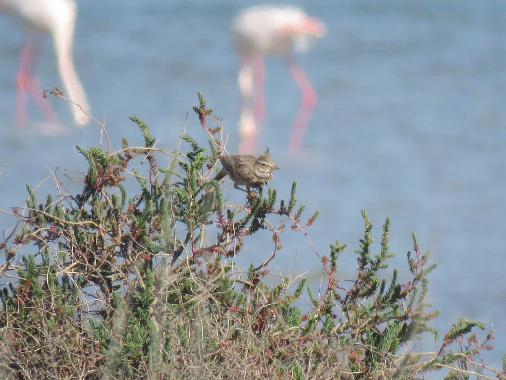 Des Cochevis huppés chantant à terre et sur les buissons.