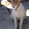 Chats libres de Marrakech au MAROC