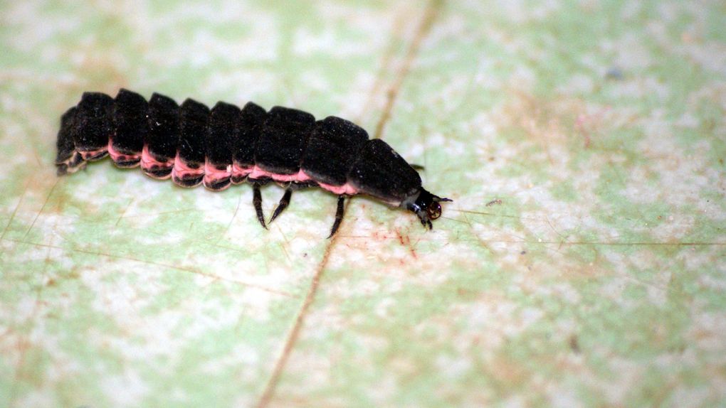 Photos d'insectes et d'araignées généralement en macro